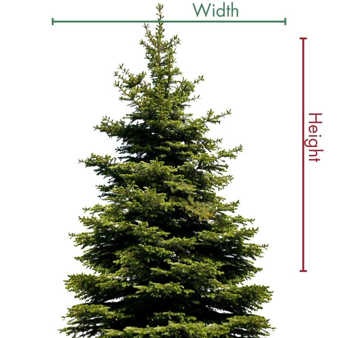 Evergreen Tree Wrap Calculator