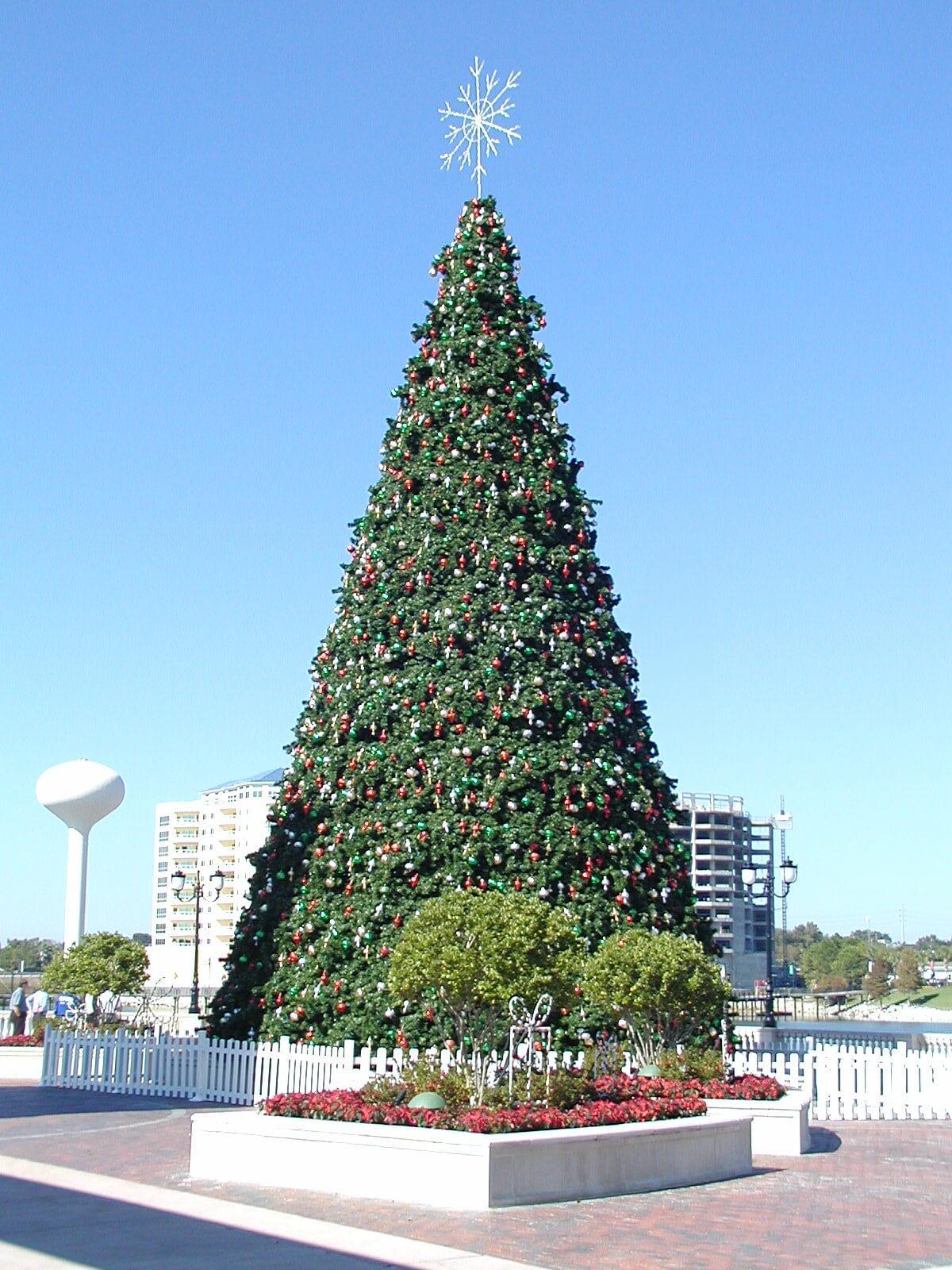 Commercial Christmas Trees